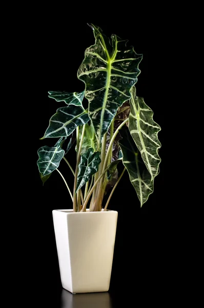 Flower in pot, Alocasia Polly — Stock Photo, Image