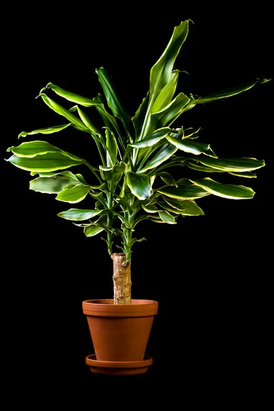 Flower in pot, Dracaena — Stock Photo, Image
