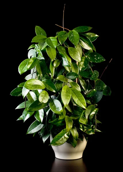 Hoya flower in pot — Stock Photo, Image