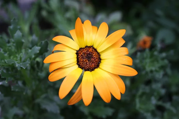 stock image Orange daisy