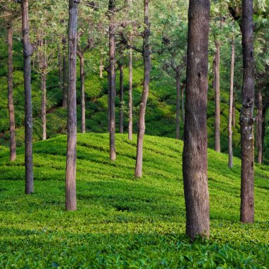 Tea Garden in India clipart