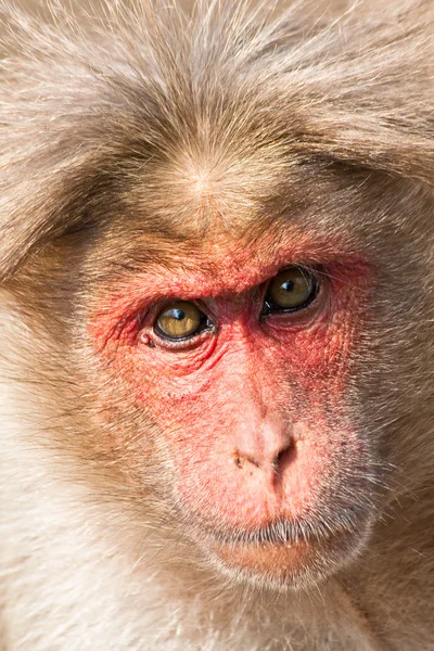 Bonnet Macaque Closeup Retrato — Fotografia de Stock