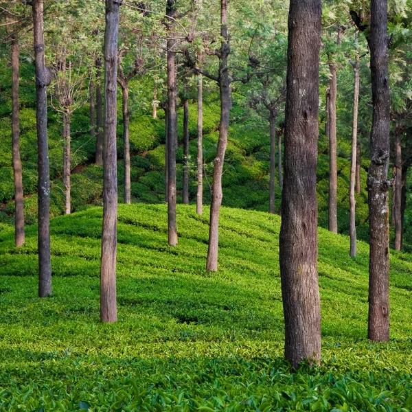 Tea Garden in India — Stock Photo, Image