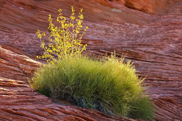 砂漠の植物 — ストック写真