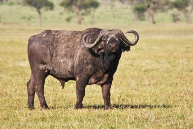 Large African Buffalo clipart