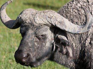 Water Buffalo Portrait clipart