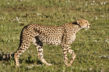 Stalking Cheetah in Serengeti clipart