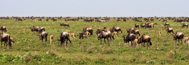 The Great Migration of Wildebeests clipart