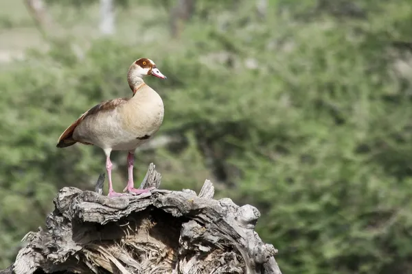 Tazania içinde yaban ördeği — Stok fotoğraf