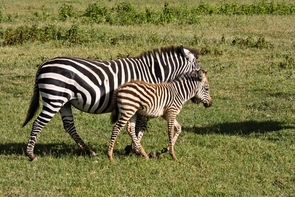Dítě zebra a matka — Stock fotografie