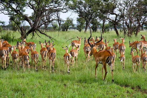 Masculino impala rebanho seu females fora — Fotografia de Stock