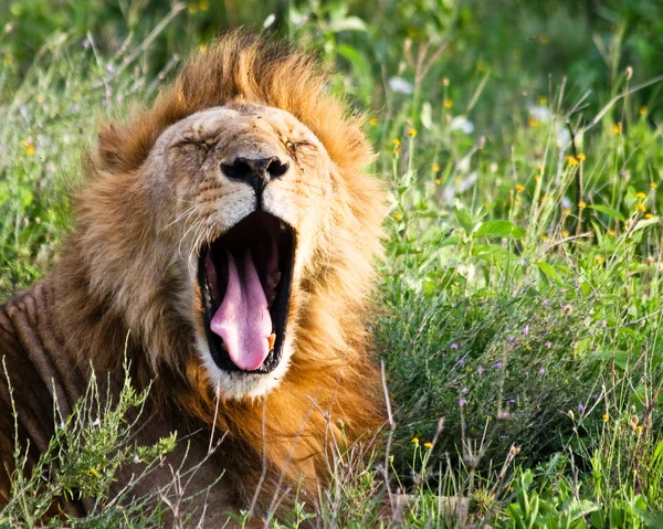Afrikaanse leeuw geeuwen — Stockfoto
