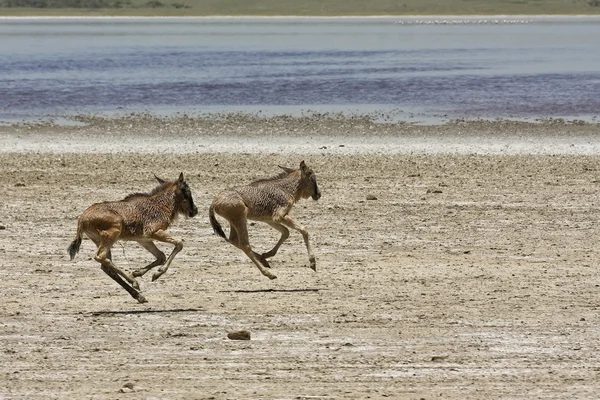 고아 아기 wildebeests 실행 — 스톡 사진