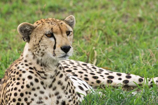 Vahşi cheetah portre — Stok fotoğraf