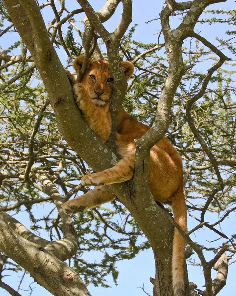 Löwenjunges auf einem Baum in der Serengeti — Stockfoto