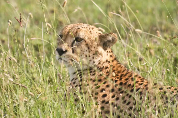 Cheetah in Tall Grass — Stock Photo, Image