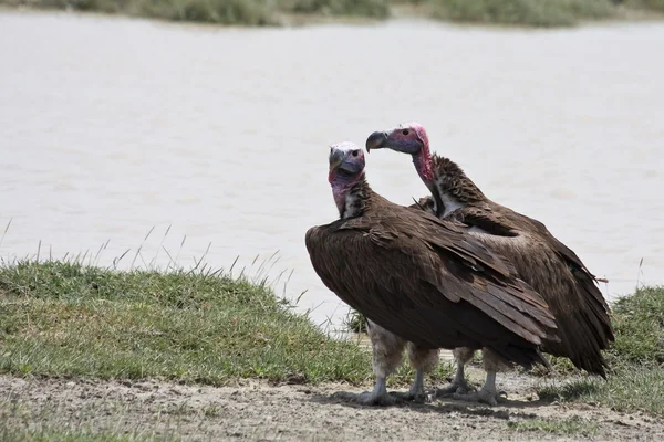 秃鹫在塞伦盖蒂国家公园 — 图库照片