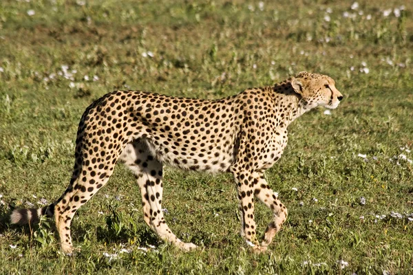 Perseguir a Cheetah em Serengeti — Fotografia de Stock