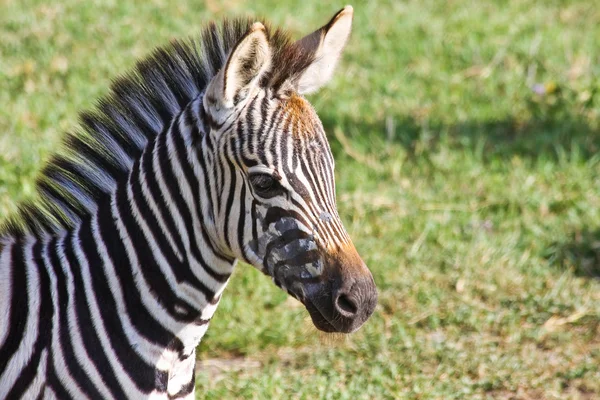 Bebek zebra portre — Stok fotoğraf