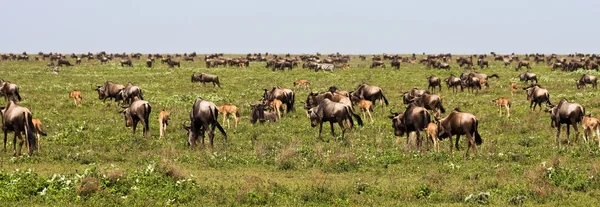 Wildebeests의 중대 한 이동 — 스톡 사진