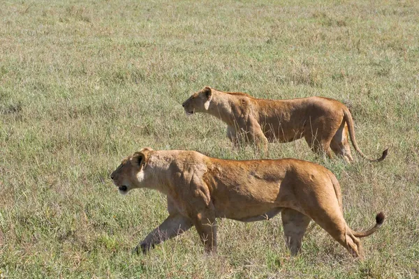 Lionesses op jacht — Stockfoto