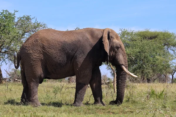 stock image Wild African Elephant in Tanzania