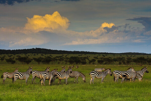 Zebra herd at sunset in Singita Grumeti Reserves, Tanzania.