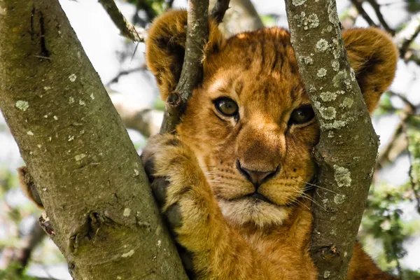 Retrato bonito do filhote de leão Imagem De Stock