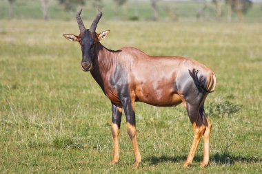 Topi Antelope in Grumeti Reserves clipart