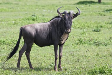 Wildebeest in Serengeti clipart