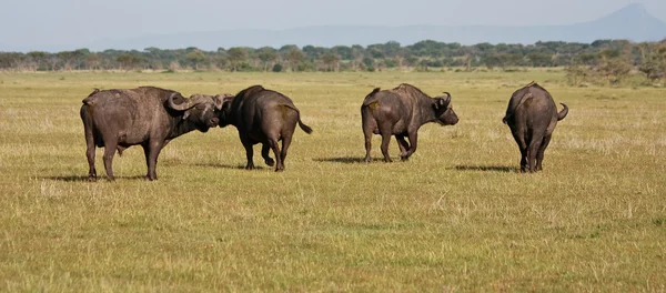 Mandria di bufali in Tanzania — Foto Stock