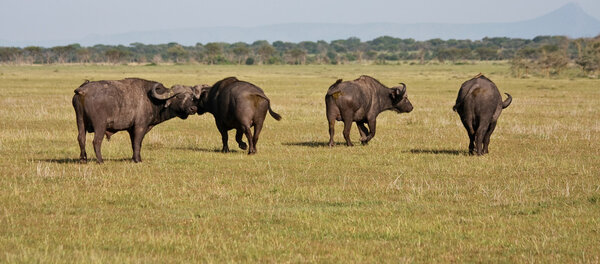 Water buffalo herd in Singita Grumeti Reserves, Tanzania.