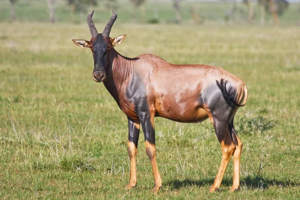 Bovenaan paginaIk antelope in tegenpruttelen behoudt zich — Stockfoto