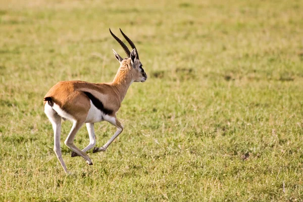 Thomas Gazelle läuft in der Serengeti — Stockfoto