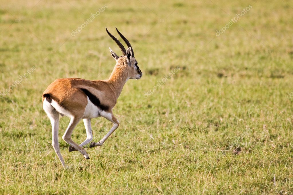 Thomson Gazelle Running in Serengeti Stock Photo by ©nstanev 2050150