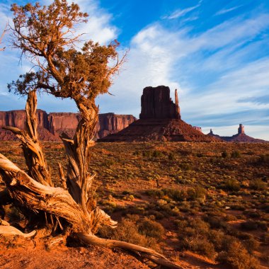 Juniper in Monument Valley clipart