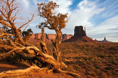 Juniper in Monument Valley clipart