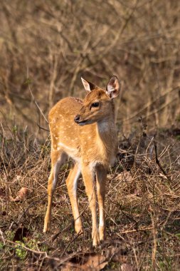 Baby Axis Deer in Bandipur National Park clipart