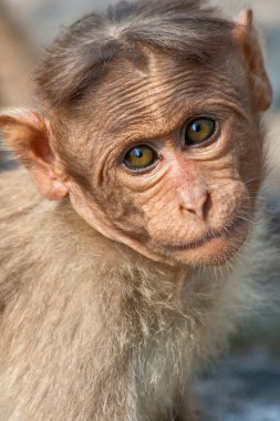 Baby Bonnet Macaque clipart