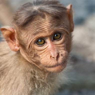 Baby Bonnet Macaque Portrait clipart