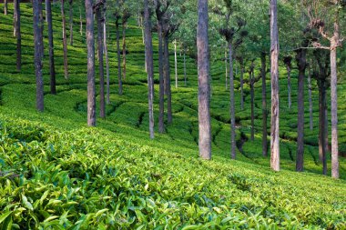 Tea Garden in India clipart