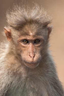 Bonnet Macaque Portrait clipart