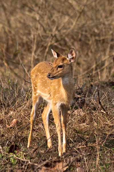 婴儿轴鹿在本迪布尔国家公园 — 图库照片