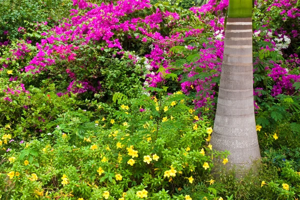 Jardim colorido — Fotografia de Stock