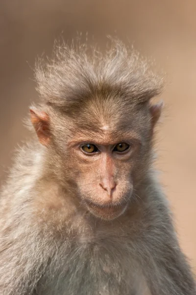 Bonnet Macaque Retrato — Foto de Stock