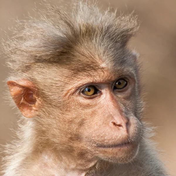 Retrato de Macaco Bonnet — Fotografia de Stock
