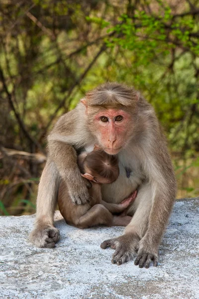 Bonnet Macaque มารดา — ภาพถ่ายสต็อก