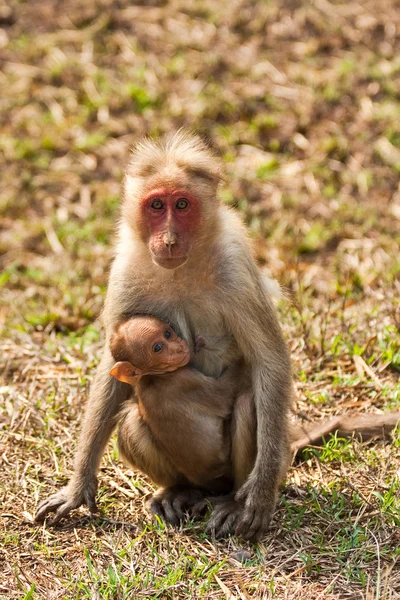 Bonnet makaak verpleegkunde — Stockfoto