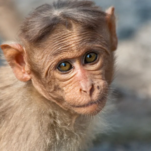 Baby motorkap makaak portret — Stockfoto