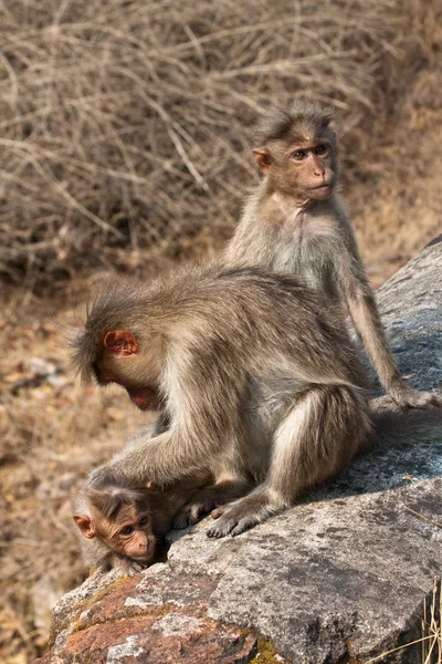 Motorkap makaak familie grooming — Stockfoto